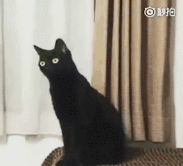 惊呆.gif